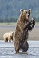 Coastal Brown Bear Fishing (Standing)