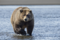 Coastal Brown Bear Crossing Silver Salmon Creek