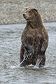 Coastal Brown Bear Fishing (Standing)