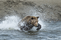 Coastal Brown Bear Fishing