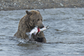 Coastal Brown Bear Fishing