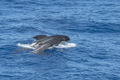 Long-Finned Pilot Whales (Adult Male and Juvenile)