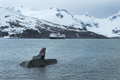 Antarctic Fur Seal in King Haakon Bay