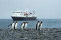 King Penguins and NG Explorer