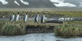 King Penguins and Southern Elephant Seal