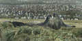 Pair of Southern Elephant Seals with King Penguins