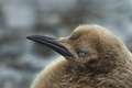 Juvenile King Penguin