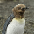 Molting Juvenile King Penguin 