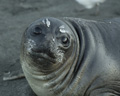 Juvenile Southern Elephant Seal with Icy Whiskers