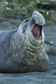 Male Southern Elephant Seal