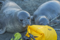 Juvenile Southern Elephant Seals Investigate Camera Bags