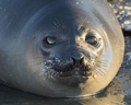 Juvenile Southern Elephant Seal with Icy Whiskers