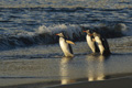 King Penguins Start an Early Morning Swim