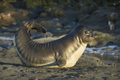 Juvenile Southern Elephant Seal Stretching