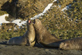 Sparring Male Southern Elephant Seals