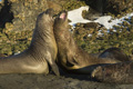 Sparring Male Southern Elephant Seals