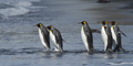 King Penguins Going for a Swim