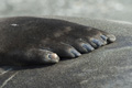 Fingers of a Male Southern Elephant Seal