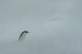 Lone Gentoo Penguin Trudging Through a Blizzard