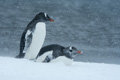 Pair of Gentoo Penguins Weathering a Blizzard