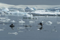 Gentoo Penguins Swimming Off Cuverville Island