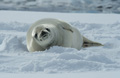 Crabeater Seal Resting on the Ice