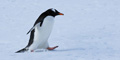 Gentoo Penguin Walking on Cuverville Island