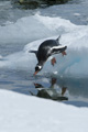 Diving Gentoo Penguin