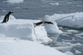 Diving Gentoo Penguin