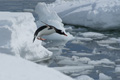 Diving Gentoo Penguin