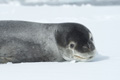 Leopard Seal Resting on the Ice