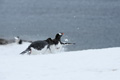 A Gentoo Penguin Chase Through the Snow