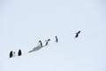 Gentoo Penguins Climb at Neko Harbor