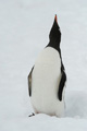 Gentoo Penguin Trumpeting at Neko Harbor