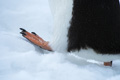 One Giant Step for a Gentoo Penguin