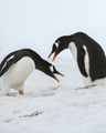 Gentoo Penguin Courtship Dance