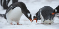 Gentoo Penguin Courtship Dance (with Interference)