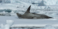 Leopard Seal Stretching