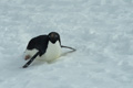 Adélie Penguin on Petermann Island