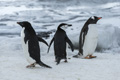 Adélie, Chinstrap, and Gentoo Penguins