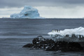 Adélie Penguins Trapped at Low Tide