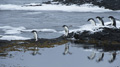 Jumping Adélie Penguins