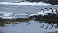 Jumping Adélie Penguins