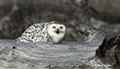 Snowy Owl