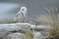 Snowy Owl