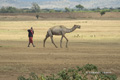 Maasai with Camel