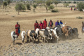 Maasai Herding Cattle to Market