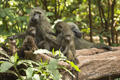 Family of Olive Baboons