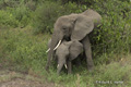 African Elephant with Juvenile