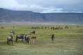 Wildebeest and Zebra in Ngorongoro Crater